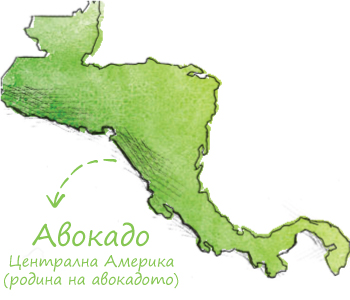 Авокадо